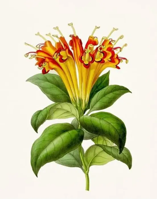 Framed Print : Vintage-style botanical flower artwork in full bloom Framed Print : Vintage-style botanical flower artwork in full bloom