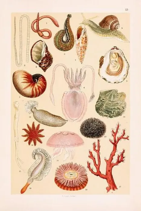 Framed Print : Vintage Zoological illustration: Earthworm Framed Print : Vintage Zoological illustration: Earthworm