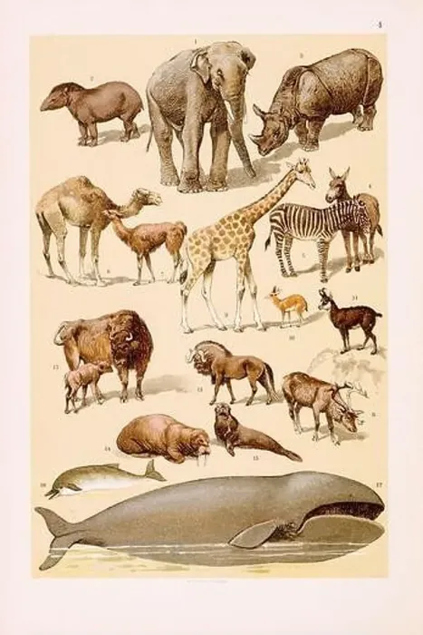 Framed Print : Vintage Zoological illustration: Elephant Framed Print : Vintage Zoological illustration: Elephant