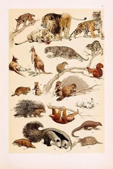 Framed Print : Vintage Zoological illustration: Lion and Lioness Framed Print : Vintage Zoological illustration: Lion and Lioness