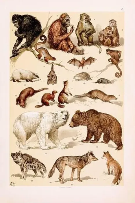 Framed Print : Vintage Zoological illustration: Orang Framed Print : Vintage Zoological illustration: Orang