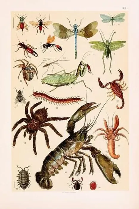 Framed Print : Vintage Zoological illustration: Ruby Tail Framed Print : Vintage Zoological illustration: Ruby Tail