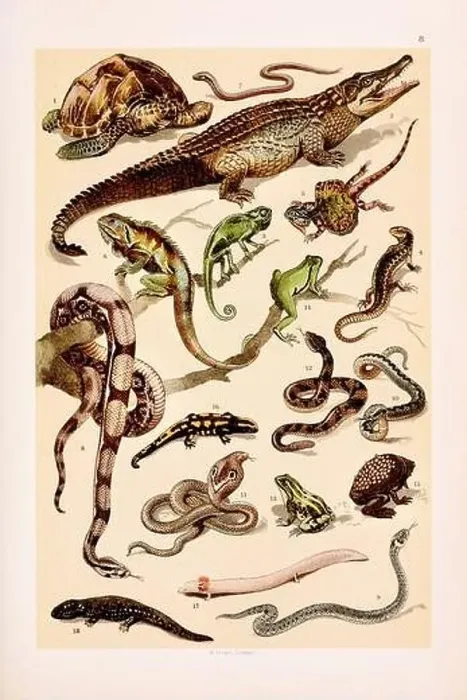 Framed Print : Vintage Zoological illustration: Turtle