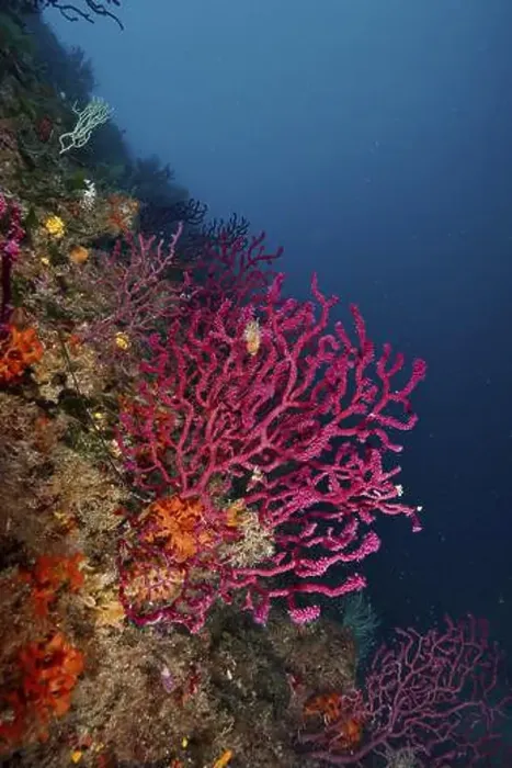 Framed Print : Violescent sea-whip (Paramuricea clavata) in deep blue water horizon