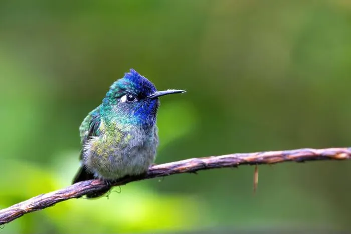 Framed Print : Violet-headed hummingbird (Klais guimeti), male sitting on a branch, Costa Rica, Guapiles Framed Print : Violet-headed hummingbird (Klais guimeti), male sitting on a branch, Costa Rica, Guapiles