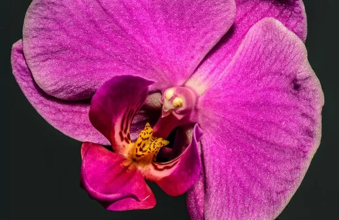 Framed Print : violet pink yellow orchid blossom heart macro, black background, detailed texture Framed Print : violet pink yellow orchid blossom heart macro, black background, detailed texture