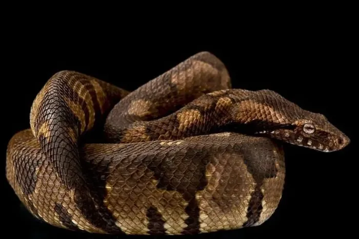 Framed Print : Viper boa (Candoia aspera) Framed Print : Viper boa (Candoia aspera)