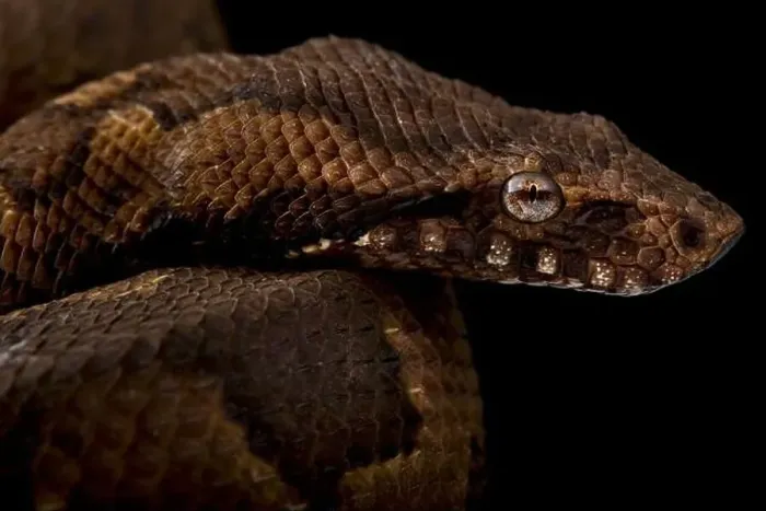Framed Print : Viper boa (Candoia aspera) Framed Print : Viper boa (Candoia aspera)