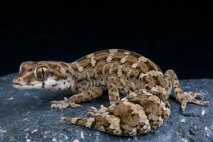 Framed Print : Viper gecko / Teratolepis fasciata Framed Print : Viper gecko / Teratolepis fasciata