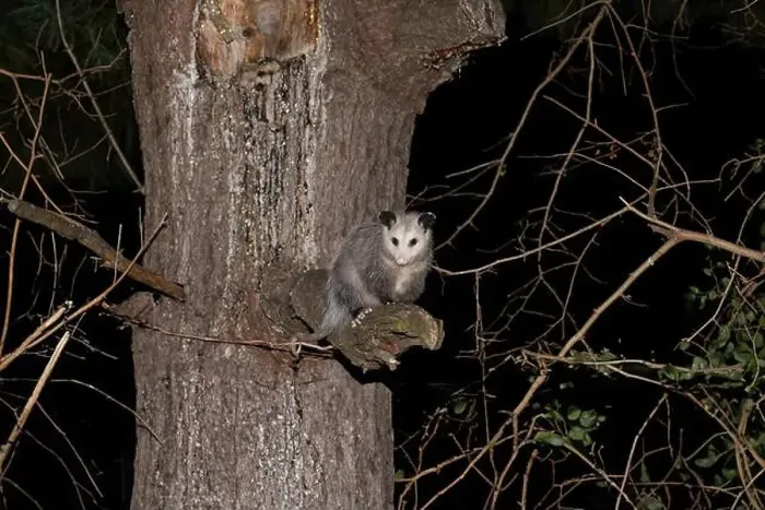 Framed Print : The Virginia opossum (Didelphis virginiana) - North American opossum, climbing on the tree. Wild night scene from Ohio Framed Print : The Virginia opossum (Didelphis virginiana) - North American opossum, climbing on the tree. Wild night scene from Ohio