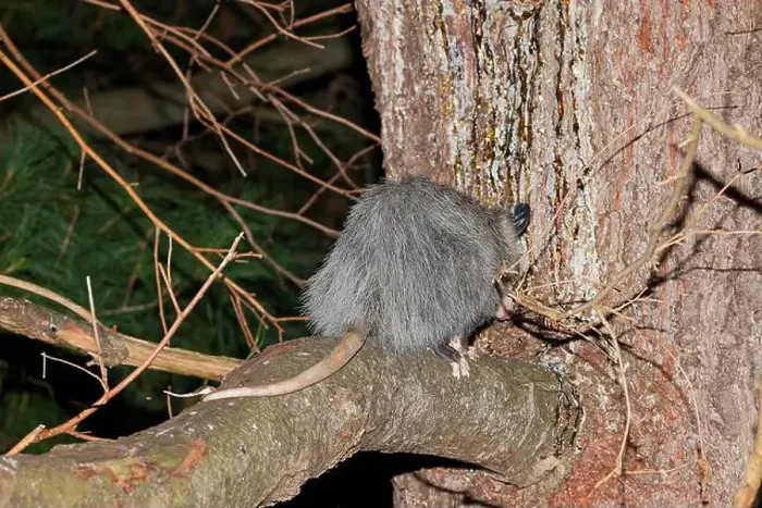 Framed Print : The Virginia opossum (Didelphis virginiana) - North American opossum, climbing on the tree. Wild night scene from Ohio Framed Print : The Virginia opossum (Didelphis virginiana) - North American opossum, climbing on the tree. Wild night scene from Ohio