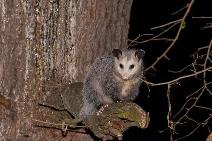 Framed Print : The Virginia opossum (Didelphis virginiana) - North American opossum, climbing on the tree. Wild night scene from Ohio Framed Print : The Virginia opossum (Didelphis virginiana) - North American opossum, climbing on the tree. Wild night scene from Ohio