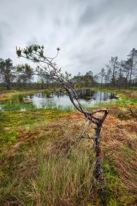 Framed Print : Viru Bog on a cloudy morning, east of Tallinn, Estonia, taken in May 2019 Framed Print : Viru Bog on a cloudy morning, east of Tallinn, Estonia, taken in May 2019