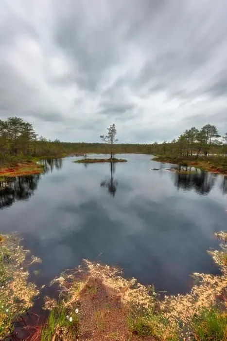 Framed Print : Viru Bog on a cloudy morning, east of Tallinn, Estonia, taken in May 2019