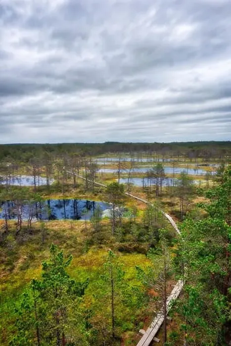 Framed Print : Viru Bog on a cloudy morning, east of Tallinn, Estonia, taken in May 2019 Framed Print : Viru Bog on a cloudy morning, east of Tallinn, Estonia, taken in May 2019