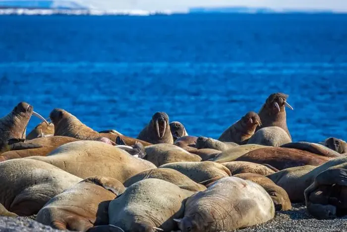 Framed Print : visiting a colony with walruses at Torellneset on Nordaustlandet on Svalbard, Norway Framed Print : visiting a colony with walruses at Torellneset on Nordaustlandet on Svalbard, Norway