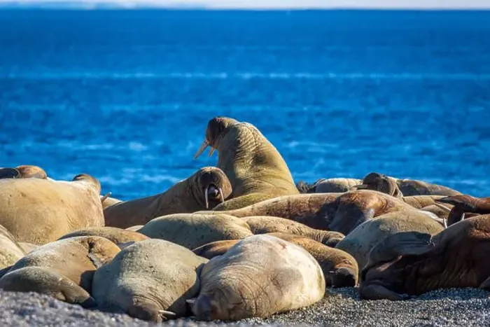 Framed Print : visiting a colony with walruses at Torellneset on Nordaustlandet on Svalbard, Norway Framed Print : visiting a colony with walruses at Torellneset on Nordaustlandet on Svalbard, Norway