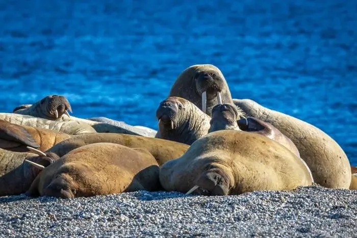 Framed Print : visiting a colony with walruses at Torellneset on Nordaustlandet on Svalbard, Norway Framed Print : visiting a colony with walruses at Torellneset on Nordaustlandet on Svalbard, Norway