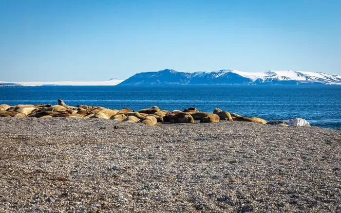 Framed Print : visiting a colony with walruses at Torellneset on Nordaustlandet on Svalbard, Norway Framed Print : visiting a colony with walruses at Torellneset on Nordaustlandet on Svalbard, Norway
