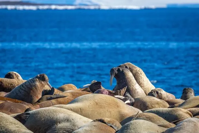 Framed Print : visiting a colony with walruses at Torellneset on Nordaustlandet on Svalbard, Norway Framed Print : visiting a colony with walruses at Torellneset on Nordaustlandet on Svalbard, Norway