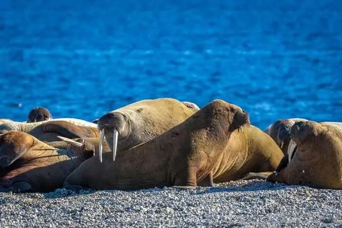Framed Print : visiting a colony with walruses at Torellneset on Nordaustlandet on Svalbard, Norway Framed Print : visiting a colony with walruses at Torellneset on Nordaustlandet on Svalbard, Norway