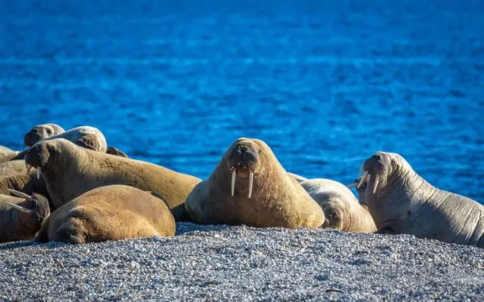 Framed Print : visiting a colony with walruses at Torellneset on Nordaustlandet on Svalbard, Norway Framed Print : visiting a colony with walruses at Torellneset on Nordaustlandet on Svalbard, Norway