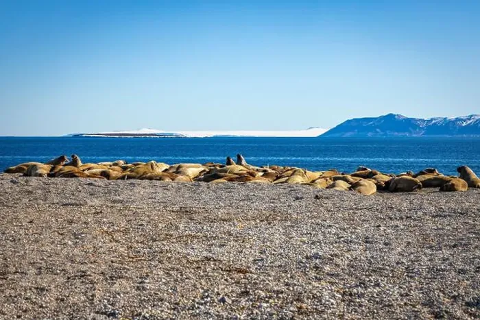Framed Print : visiting a colony with walruses at Torellneset on Nordaustlandet on Svalbard, Norway Framed Print : visiting a colony with walruses at Torellneset on Nordaustlandet on Svalbard, Norway