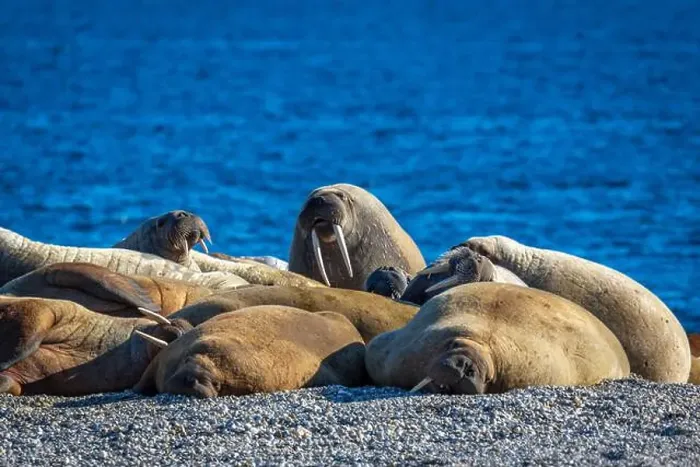 Framed Print : visiting a colony with walruses at Torellneset on Nordaustlandet on Svalbard, Norway Framed Print : visiting a colony with walruses at Torellneset on Nordaustlandet on Svalbard, Norway
