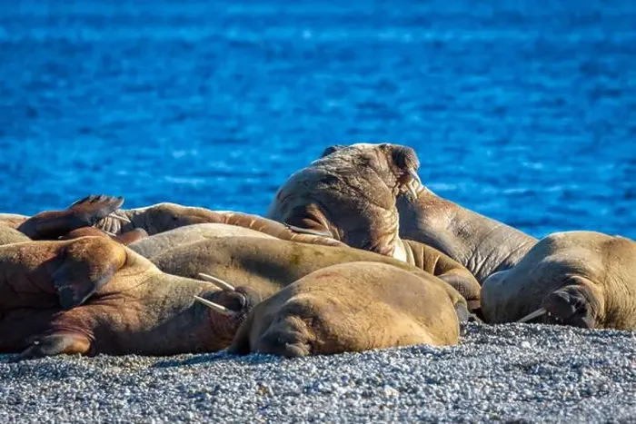 Framed Print : visiting a colony with walruses at Torellneset on Nordaustlandet on Svalbard, Norway Framed Print : visiting a colony with walruses at Torellneset on Nordaustlandet on Svalbard, Norway