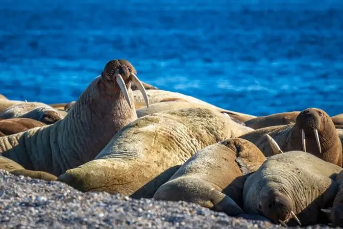 Framed Print : visiting a colony with walruses at Torellneset on Nordaustlandet on Svalbard, Norway Framed Print : visiting a colony with walruses at Torellneset on Nordaustlandet on Svalbard, Norway