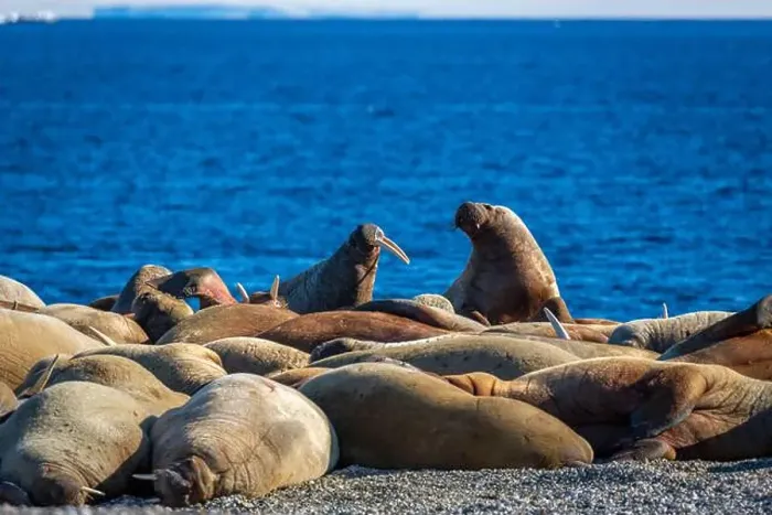 Framed Print : visiting a colony with walruses at Torellneset on Nordaustlandet on Svalbard, Norway Framed Print : visiting a colony with walruses at Torellneset on Nordaustlandet on Svalbard, Norway