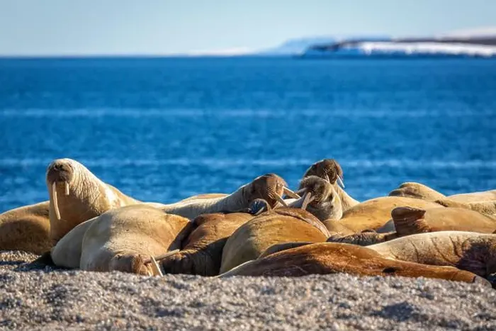 Framed Print : visiting a colony with walruses at Torellneset on Nordaustlandet on Svalbard, Norway Framed Print : visiting a colony with walruses at Torellneset on Nordaustlandet on Svalbard, Norway