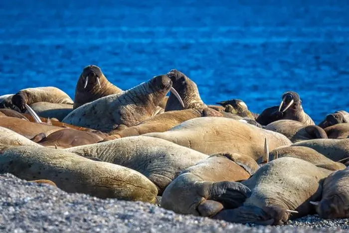 Framed Print : visiting a colony with walruses at Torellneset on Nordaustlandet on Svalbard, Norway Framed Print : visiting a colony with walruses at Torellneset on Nordaustlandet on Svalbard, Norway