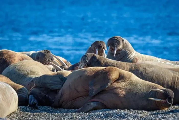 Framed Print : visiting a colony with walruses at Torellneset on Nordaustlandet on Svalbard, Norway Framed Print : visiting a colony with walruses at Torellneset on Nordaustlandet on Svalbard, Norway