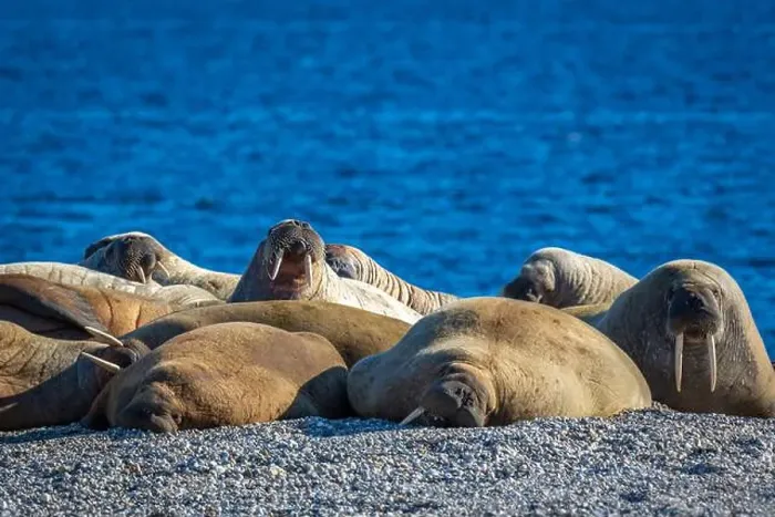 Framed Print : visiting a colony with walruses at Torellneset on Nordaustlandet on Svalbard, Norway Framed Print : visiting a colony with walruses at Torellneset on Nordaustlandet on Svalbard, Norway