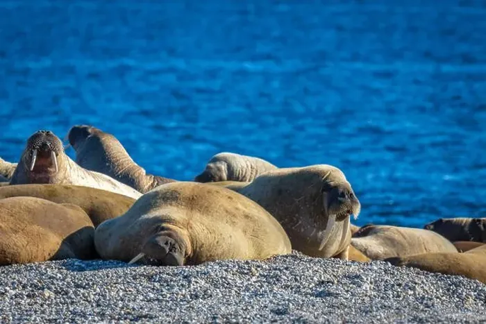 Framed Print : visiting a colony with walruses at Torellneset on Nordaustlandet on Svalbard, Norway Framed Print : visiting a colony with walruses at Torellneset on Nordaustlandet on Svalbard, Norway