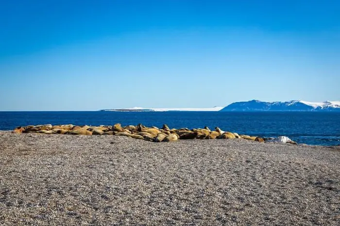 Framed Print : visiting a colony with walruses at Torellneset on Nordaustlandet on Svalbard, Norway Framed Print : visiting a colony with walruses at Torellneset on Nordaustlandet on Svalbard, Norway