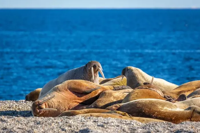 Framed Print : visiting a colony with walruses at Torellneset on Nordaustlandet on Svalbard, Norway Framed Print : visiting a colony with walruses at Torellneset on Nordaustlandet on Svalbard, Norway