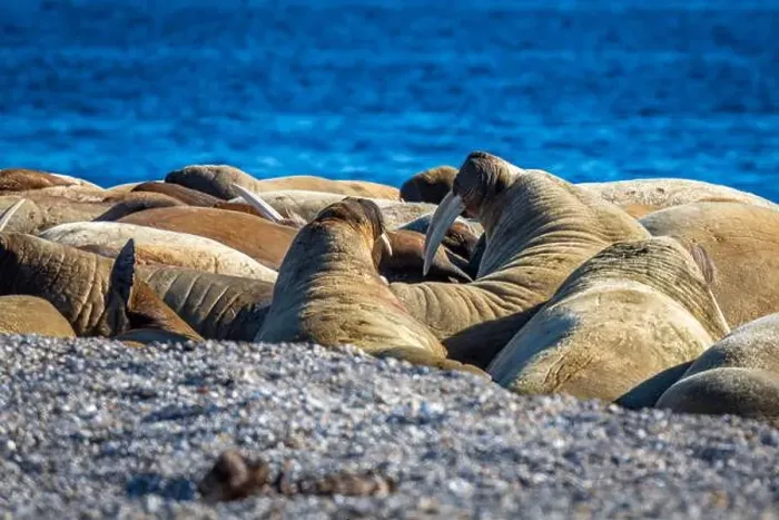 Framed Print : visiting a colony with walruses at Torellneset on Nordaustlandet on Svalbard, Norway Framed Print : visiting a colony with walruses at Torellneset on Nordaustlandet on Svalbard, Norway