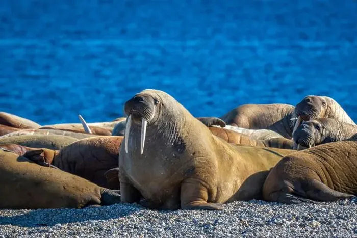 Framed Print : visiting a colony with walruses at Torellneset on Nordaustlandet on Svalbard, Norway Framed Print : visiting a colony with walruses at Torellneset on Nordaustlandet on Svalbard, Norway