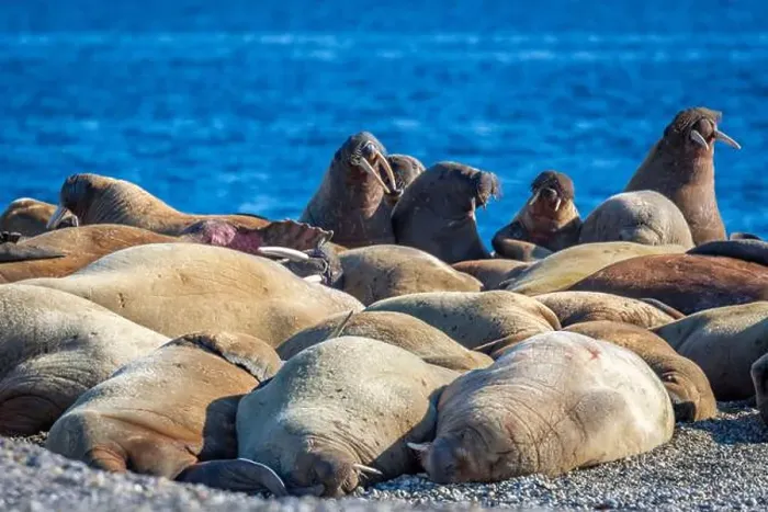 Framed Print : visiting a colony with walruses at Torellneset on Nordaustlandet on Svalbard, Norway Framed Print : visiting a colony with walruses at Torellneset on Nordaustlandet on Svalbard, Norway
