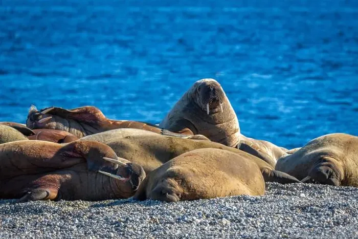 Framed Print : visiting a colony with walruses at Torellneset on Nordaustlandet on Svalbard, Norway Framed Print : visiting a colony with walruses at Torellneset on Nordaustlandet on Svalbard, Norway