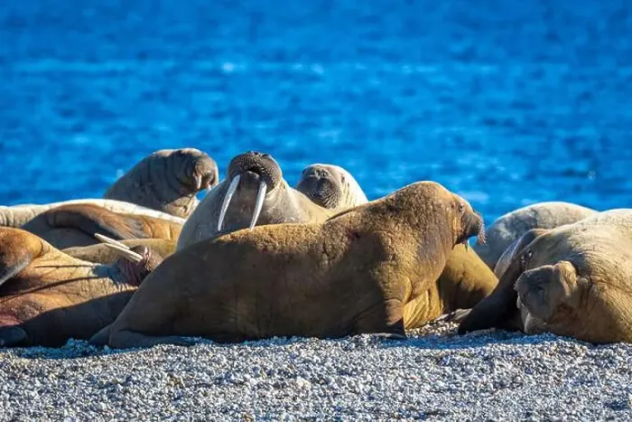 Framed Print : visiting a colony with walruses at Torellneset on Nordaustlandet on Svalbard, Norway Framed Print : visiting a colony with walruses at Torellneset on Nordaustlandet on Svalbard, Norway