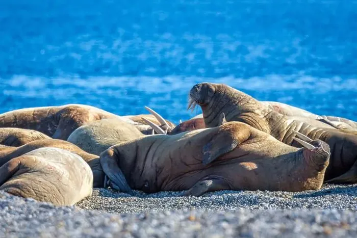 Framed Print : visiting a colony with walruses at Torellneset on Nordaustlandet on Svalbard, Norway Framed Print : visiting a colony with walruses at Torellneset on Nordaustlandet on Svalbard, Norway