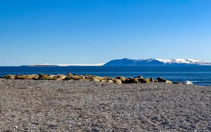 Framed Print : visiting a colony with walruses at Torellneset on Nordaustlandet on Svalbard, Norway Framed Print : visiting a colony with walruses at Torellneset on Nordaustlandet on Svalbard, Norway