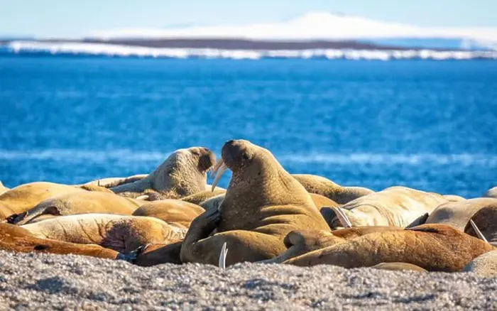 Framed Print : visiting a colony with walruses at Torellneset on Nordaustlandet on Svalbard, Norway Framed Print : visiting a colony with walruses at Torellneset on Nordaustlandet on Svalbard, Norway