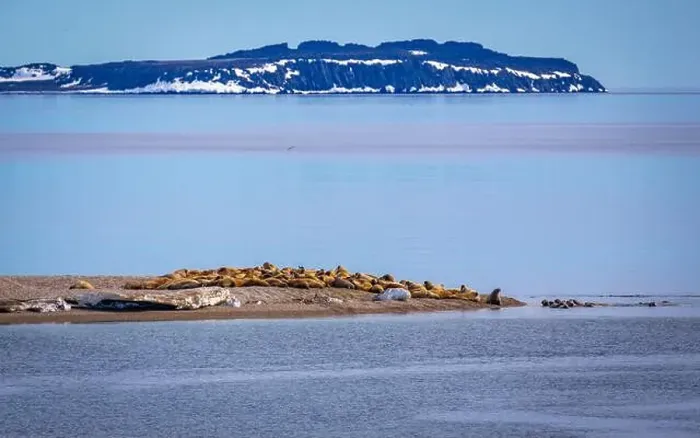 Framed Print : visiting a colony with walruses at Torellneset on Nordaustlandet on Svalbard, Norway Framed Print : visiting a colony with walruses at Torellneset on Nordaustlandet on Svalbard, Norway