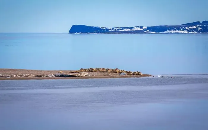 Framed Print : visiting a colony with walruses at Torellneset on Nordaustlandet on Svalbard, Norway Framed Print : visiting a colony with walruses at Torellneset on Nordaustlandet on Svalbard, Norway