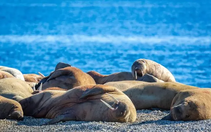 Framed Print : visiting a colony with walruses at Torellneset on Nordaustlandet on Svalbard, Norway Framed Print : visiting a colony with walruses at Torellneset on Nordaustlandet on Svalbard, Norway