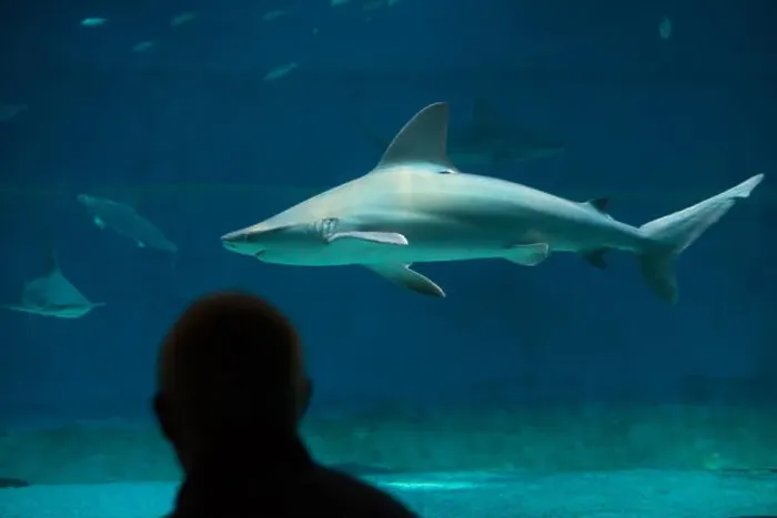Framed Print : Visitor observes as sandbar sharks (Carcharhinus plumbeus) swim in the Genoa Aquarium in Genoa, Liguria, Italy Framed Print : Visitor observes as sandbar sharks (Carcharhinus plumbeus) swim in the Genoa Aquarium in Genoa, Liguria, Italy